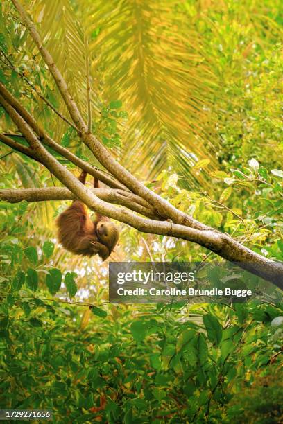 two-toed sloth hanging in a tree, la fortuna, costa rica - sloth stock pictures, royalty-free photos & images