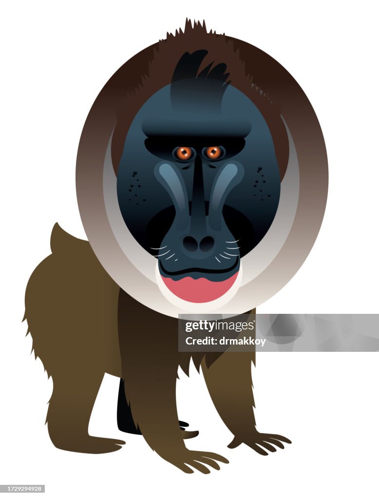 Drill Babboon, Mandrill