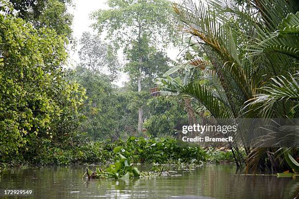 the canal - vietnam jungle stock pictures, royalty-free photos & images
