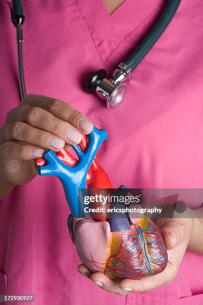 krankenschwester holding-modell von herzen - anatomisches modell stock-fotos und bilder