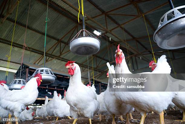 chicken farm - white barn stock pictures, royalty-free photos & images