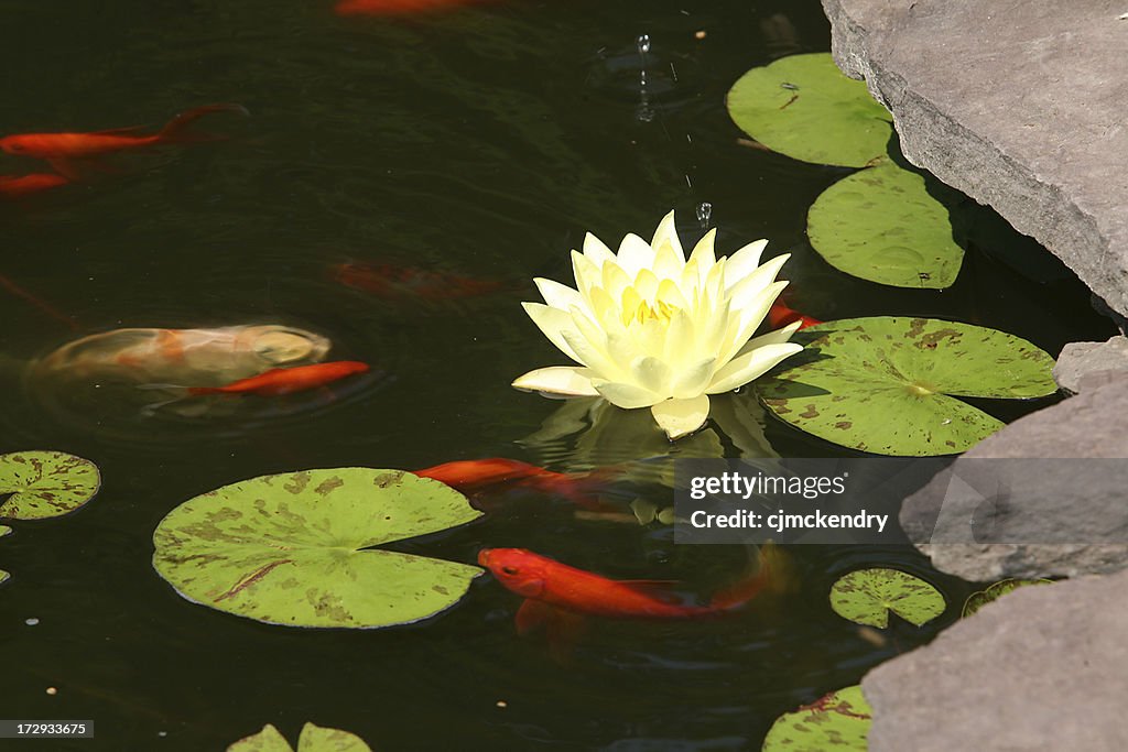 Koi and lily