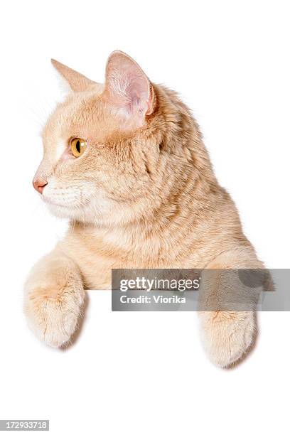 blank sign - cat - cat peeking stock pictures, royalty-free photos & images