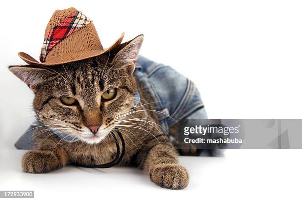 gatto texas - cowboy hat foto e immagini stock