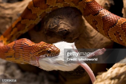 Mouse Riding A Snake Garter Snake Eating Mouse