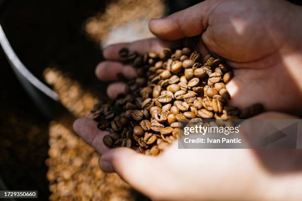 close up of unrecognizable worker holding roasted coffee beans. - coffee plant stock pictures, royalty-free photos & images