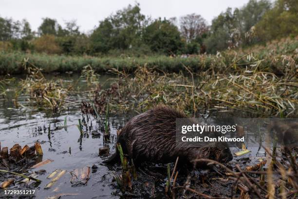 Beaver is released on October 11, 2023 in Greenford, England. A family of 5 beavers, 2 adults and 3 kits, were released back into Paradise Fields...