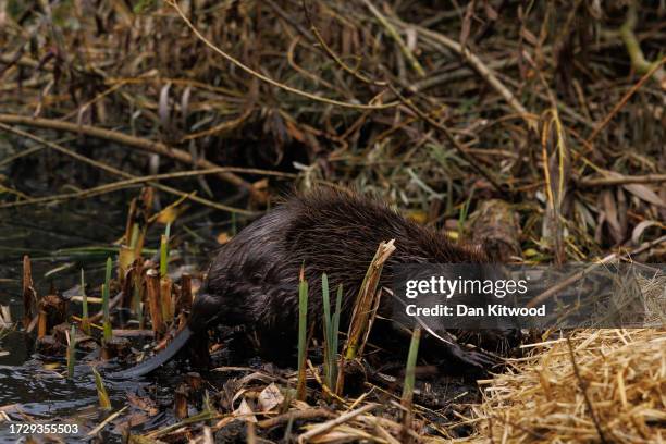 Beaver comes back ashore after being released on October 11, 2023 in Greenford, England. A family of 5 beavers, 2 adults and 3 kits, were released...