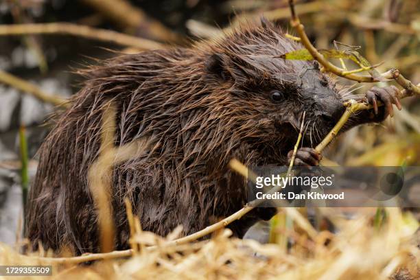 Beaver comes back ashore after being released on October 11, 2023 in Greenford, England. A family of 5 beavers, 2 adults and 3 kits, were released...