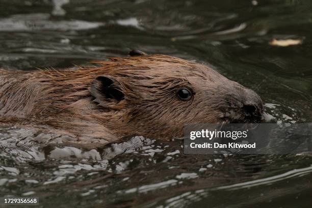 Beaver swims in a pond after being released on October 11, 2023 in Greenford, England. A family of 5 beavers, 2 adults and 3 kits, were released back...