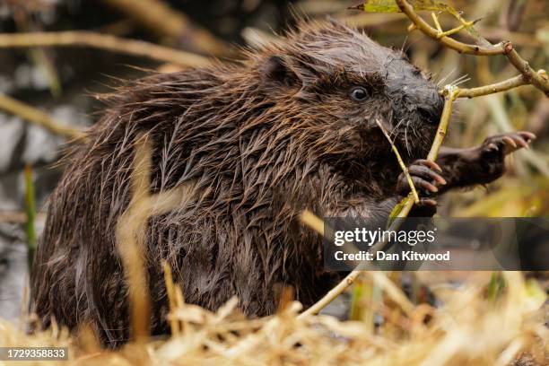 Beaver comes back ashore after being released on October 11, 2023 in Greenford, England. A family of 5 beavers, 2 adults and 3 kits, were released...