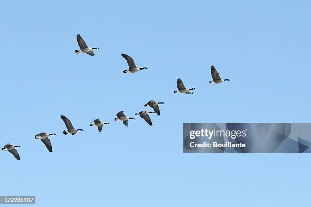 9 712 Vol Oies Sauvages Stock Photos, HighRes Pictures, and Images