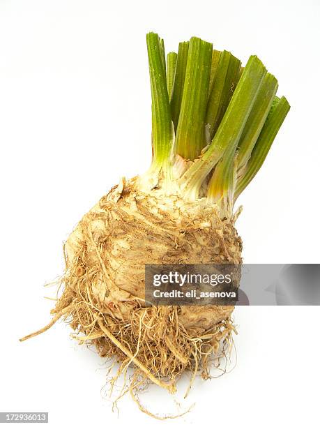 celery root - celeriac stock pictures, royalty-free photos & images