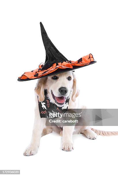 white dog wearing halloween hat and bandanna - animal themes stock pictures, royalty-free photos & images