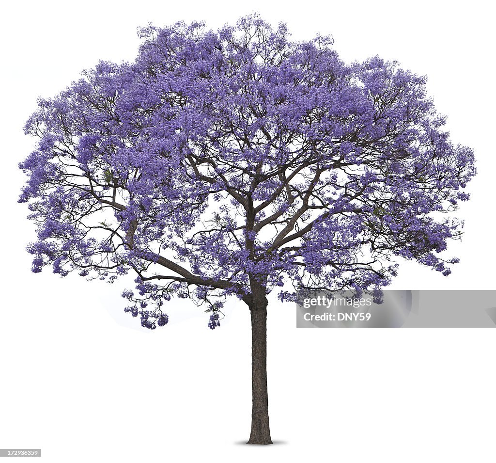 Flores roxas em Jacarandá sobre fundo branco
