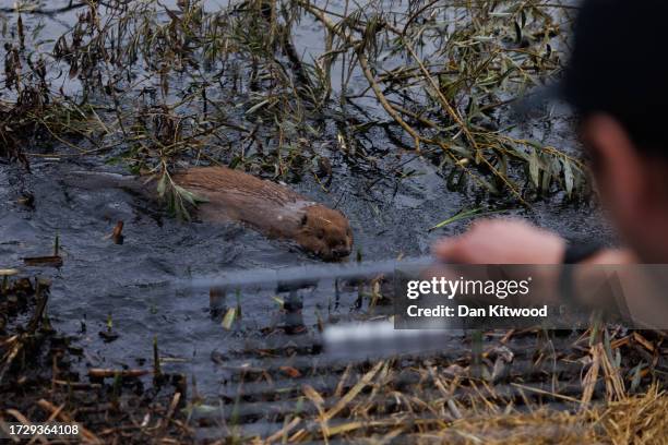 Beaver is released on October 11, 2023 in Greenford, England. A family of 5 beavers, 2 adults and 3 kits, were released back into Paradise Fields...