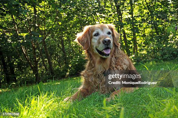 golden retriever in the grass in front of trees - old golden retriever stock pictures, royalty-free photos & images