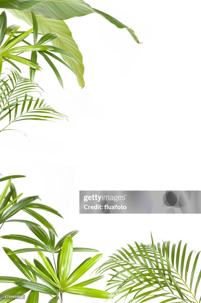 XXL Tropical plants frame