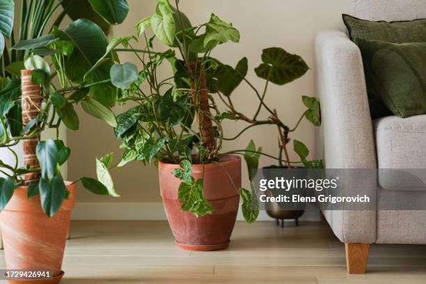 home garden. home staging with potted plants - multipurpose room stock pictures, royalty-free photos & images