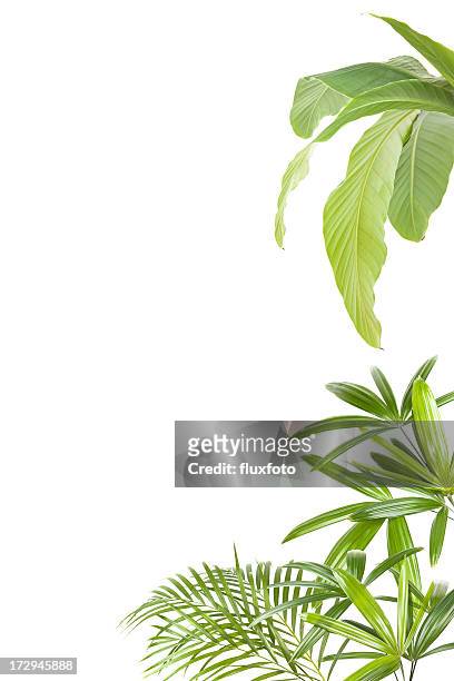 xxl plantas tropicales bastidor - árbol tropical fotografías e imágenes de stock