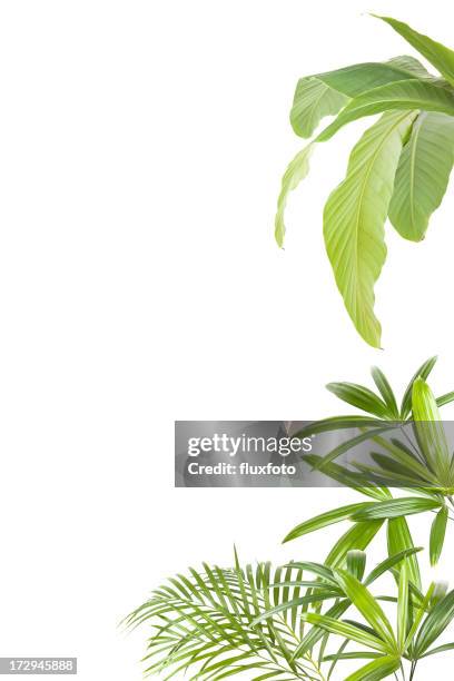 xxl tropical plants frame - bananenblad stockfoto's en -beelden