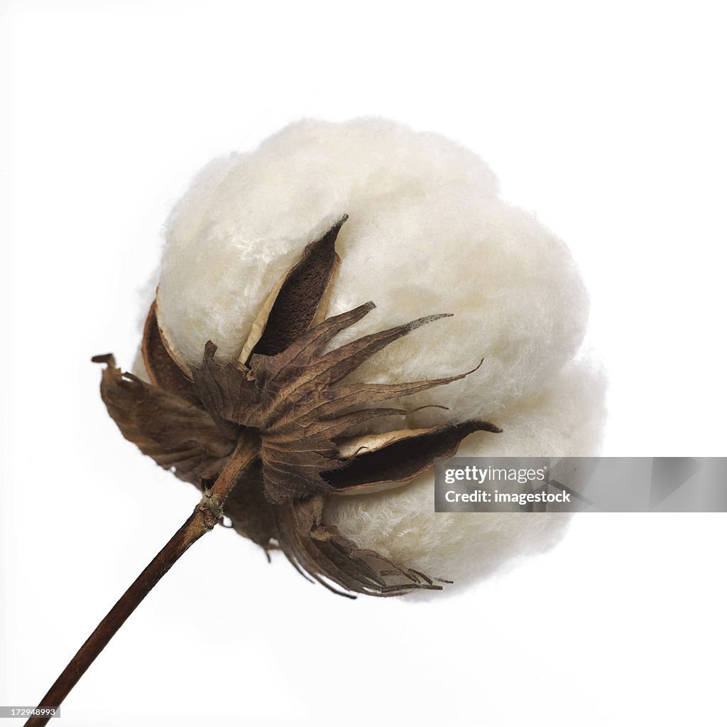 Cotton Boll