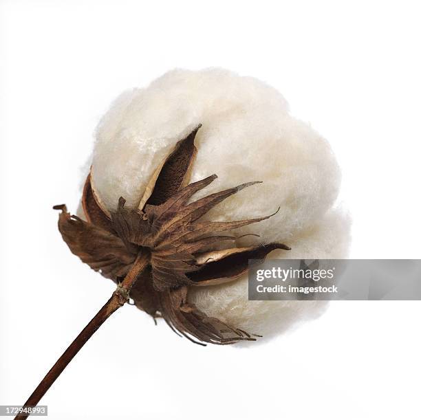 cotton boll - cottonfield stock pictures, royalty-free photos & images