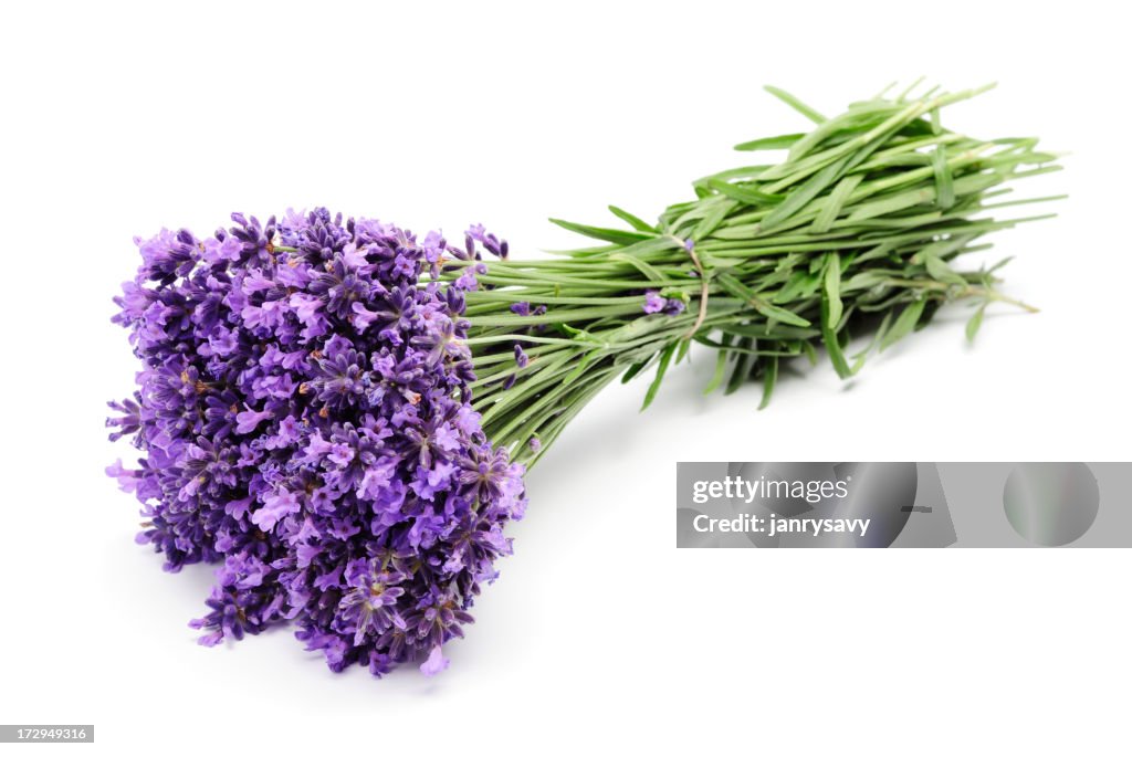 - Lavendel