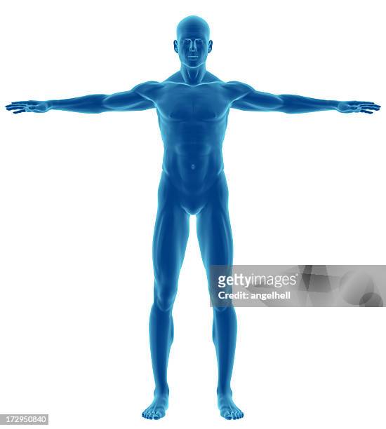 menschlichen körper eines mannes für studie - anatomy body stock-fotos und bilder