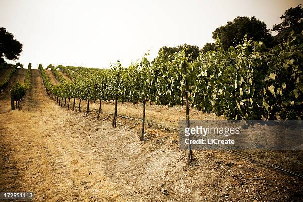 grapes on the vine. paso robles, california - paso robles stockfoto's en -beelden