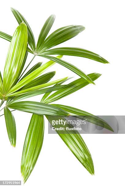 palm blätter - palmenblätter stock-fotos und bilder