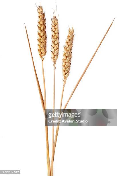 ears of wheat on a white background - wheat grain 個照片及圖片檔