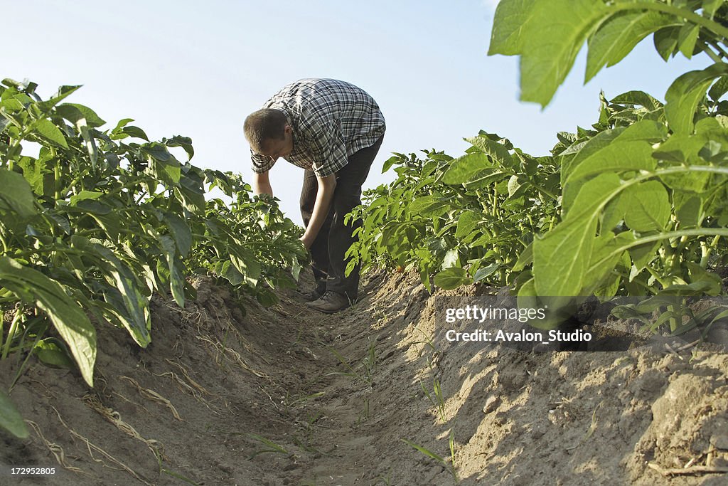 Farmer in a field of potatoes yields checks.