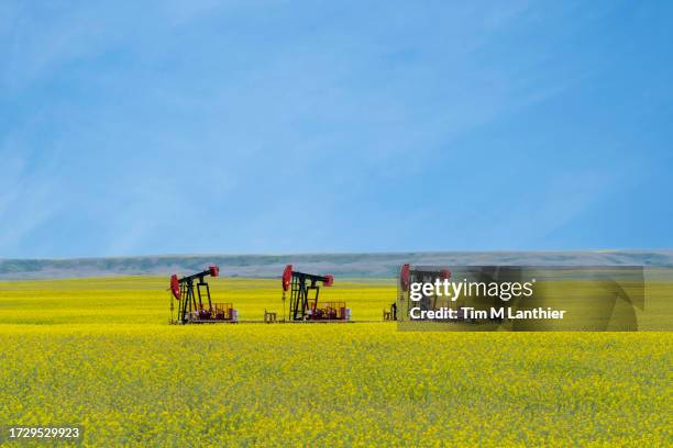 oil pumpjacks in a field of canola - oil pump stock pictures, royalty-free photos & images