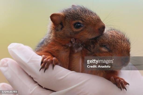 Baby squirrels, which lost their mother, are seen in Duzce, Turkiye on October 17, 2023. Baby squirrels taken under protection by the Duzce...