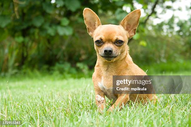 close-up portrait of a chihuahua in the park - chihuahua dog stock pictures, royalty-free photos & images