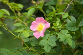 Sweetbriar Rose (Rosa rubiginosa) Flower