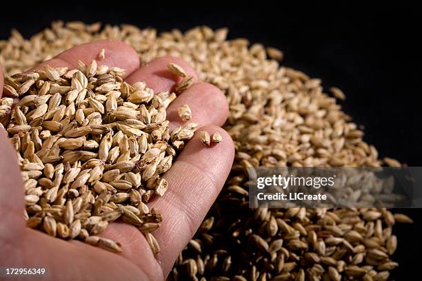 handful of malted barley - barleys bildbanksfoton och bilder