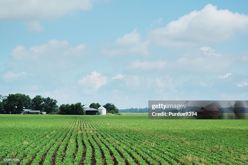 An isolated Indiana soybean field and farm