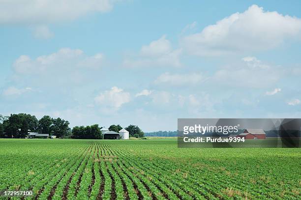an isolated indiana soybean field and farm - indiana bildbanksfoton och bilder