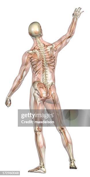 le corps d'un homme avec les muscles et skeleton transparent - muscle humain photos et images de collection