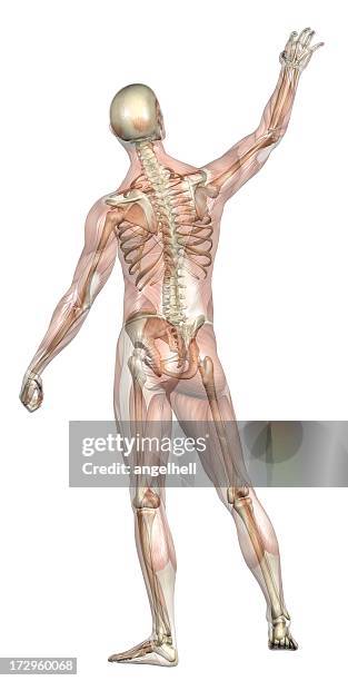 human body of a man with transparent muscles and skeleton - human muscle stock pictures, royalty-free photos & images