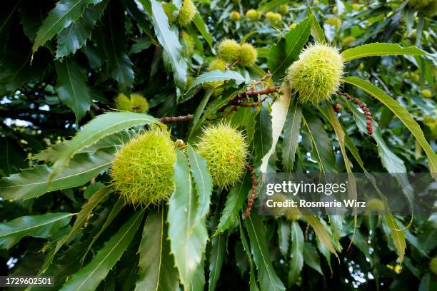 still green chestnut burrs ripening in lush foliage - chestnut stock pictures, royalty-free photos & images