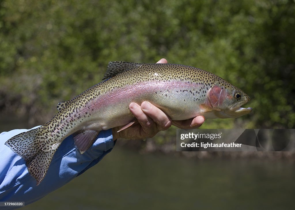 Trout Caught on a Fly
