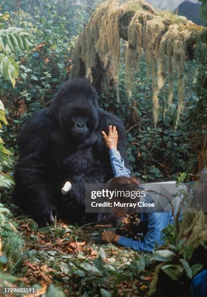 Actrice américaine Sigourney Weaver, sur le tournage du film Gorillas In The Mist – Gorilles dans la brume, réalisé par Michael Apted, au cours de...