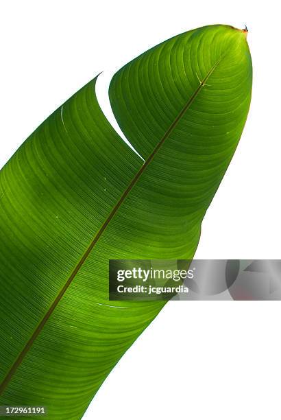 palm tree green leaf - bananenblad stockfoto's en -beelden