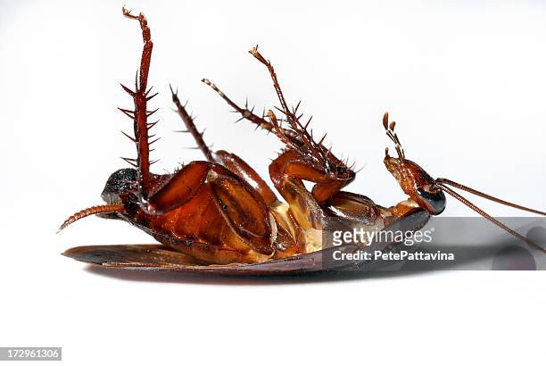 dead cockroach - american cockroach stock pictures, royalty-free photos & images