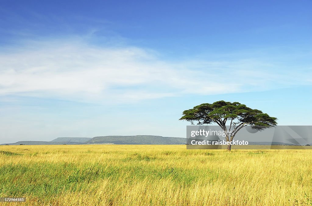 Lone mimosa, parque nacional Serengeti, Tanzania