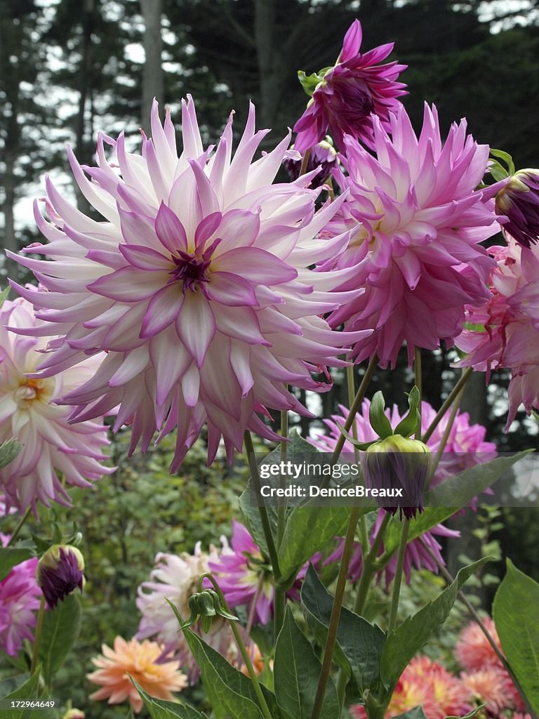 Dahlias