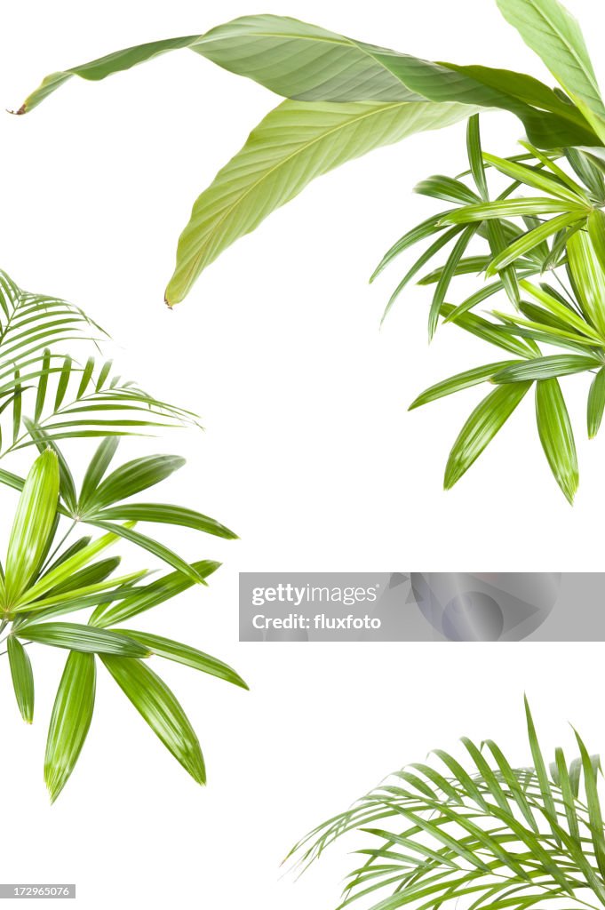 XXL Tropical bastidor de planta